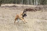 MALINOIS 649